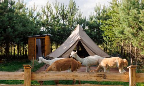 Glamping - Projekt Alpaka - Hotel - Garbatka-Letnisko