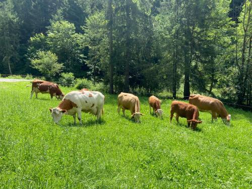 Grobmbauerhütte (Grobmbauerhutte) in Kraubath An Der Mur