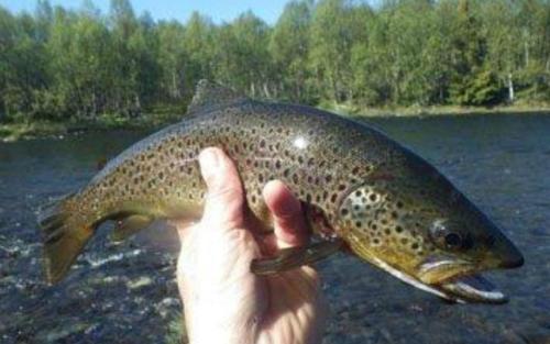 Szórakozási lehetőségek, Lifjellhytte 10 by Norgesbooking - cabin at Golsfjellet in Gol