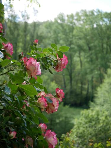 Les Jardins de Lumière