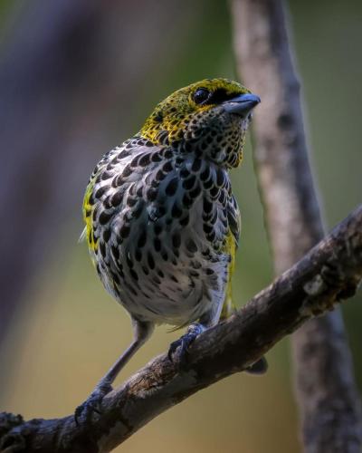 561520981 Talamanca Nature Reserve