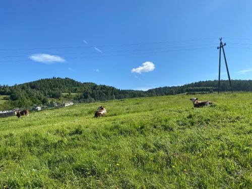 Domki Mizerna - Czorsztyn - Pieniny