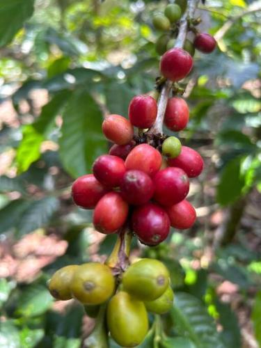 Charming Nature House/ Finca Tradicional Cafetera - image 5