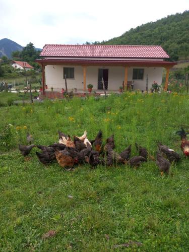 Shpija E AMEL (Sweet Guest House) in Rubik