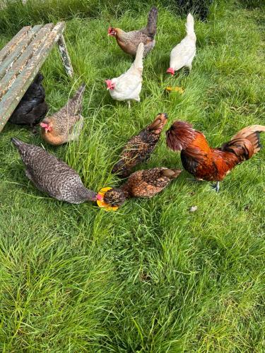 Sticklinch Farm Cottage Near Glastonbury town & walking distance for festival 4 beds sleeps 5 in West Pennard