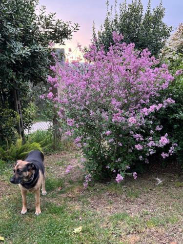 La Casa Dei Fiori