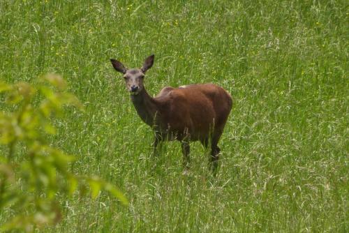 Giardino tra i laghi in 聖費德勒因特爾維