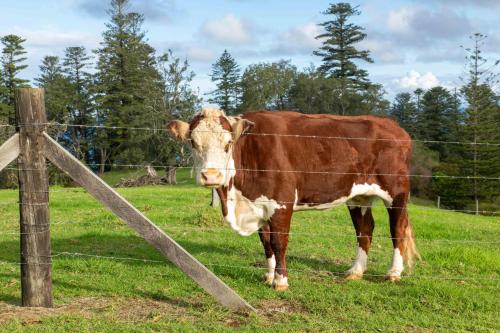 Beefsteak Homestead