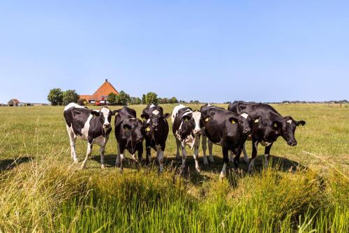 Ümbrus, Knus appartement aan het water in Jorwert in Mantgum