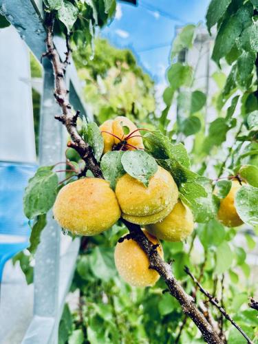 Bed and Breakfast Olten - image 10