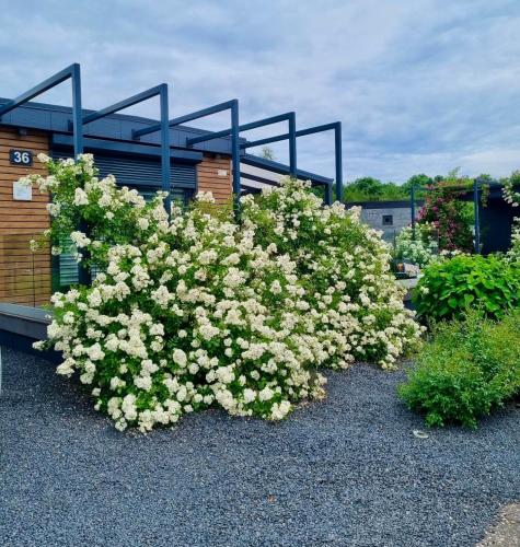 . Seepark Cox ️️️️