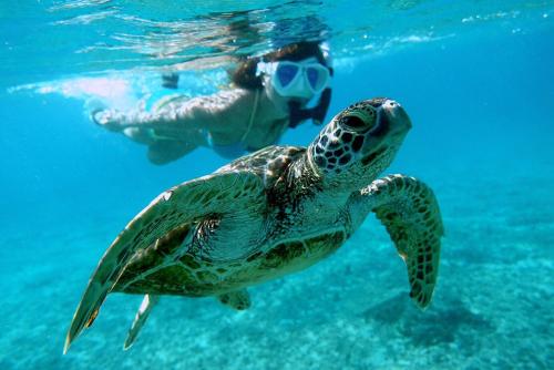 Hanahana Miyakojima in Miyakojima