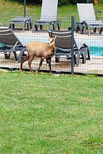 Gîte Parc des Chamois 3 chambres piscine chauffée