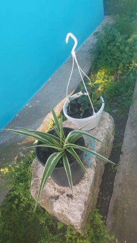 La Olteanu La Olteanu