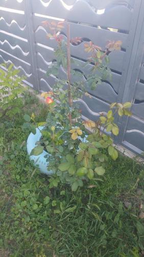 La Olteanu La Olteanu