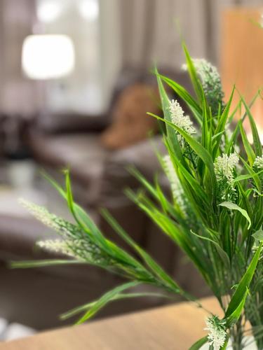 Special studio in private villa in new cairo 90 street villa 255 Panafsig 11