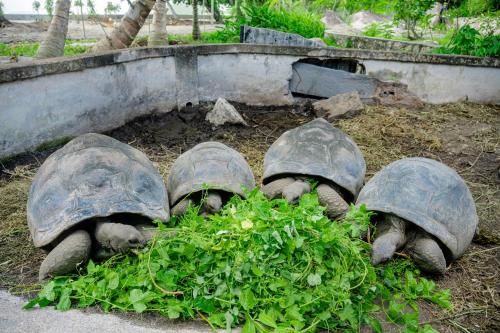 Anse Boudin Chalets Anse Boudin Chalets