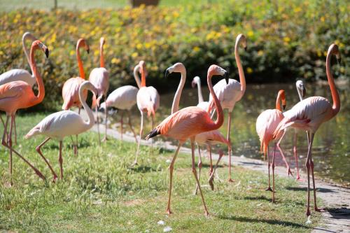 Villa Abbondanzi Resort