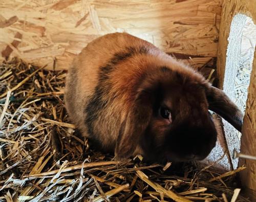 Gutshof von Gemünden Ferienwohnung 1 Gutshof von Gemünden Ferienwohnung 1