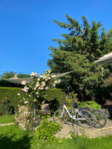 The house of roses in Eforie Nord