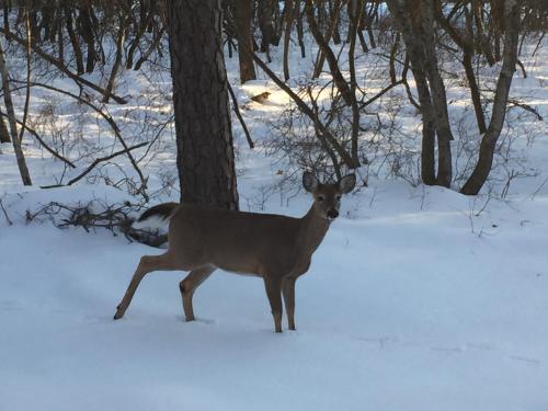 Ash Cottage in Poconos near Camelback & Kalahari