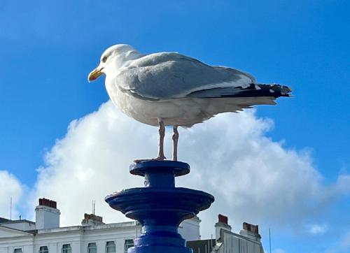 Picture of "The Quirky" Seafront Apartment