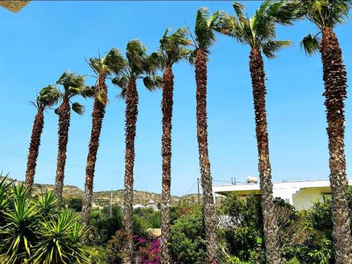 The Palm Tree Apartments 5