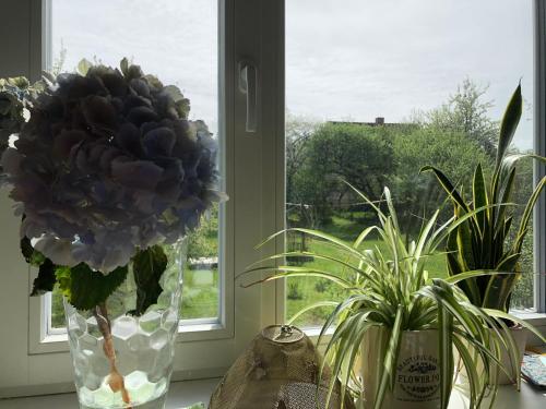 Brand new 3BR family friendly house with huge garden Brand new 3BR family friendly house with huge garden