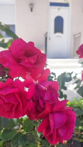 Olivia's house gîte à louer Lacédémon