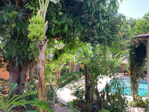 Les Cases de Djifenden