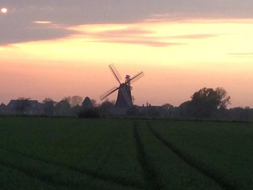 Landliebe in Oldsum