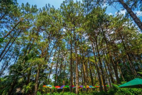 Pine Hill Villas & Camping - image 2