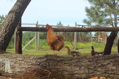 Herdade Monte Do Sol - image 2