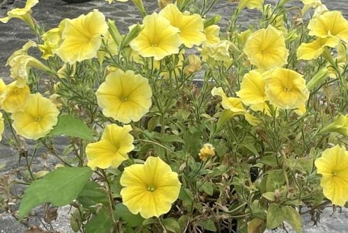 JUGENDSTIL VILLA LEOBEN GÖSS - nahe SPIELBERG FORMEL 1 JUGENDSTIL VILLA LEOBEN GÖSS - nahe SPIELBERG FORMEL 1