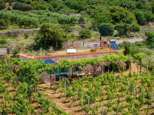 Ecological Vineyard House