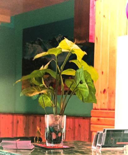 Hotel Diamond in ภารัตปุระ