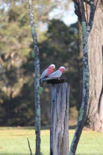 Woodlane Cottages Hunter Valley