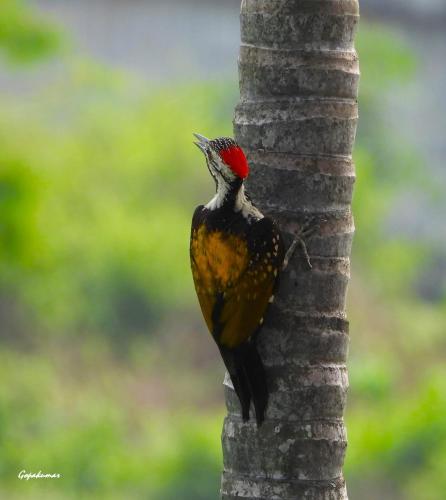 Newa House Homestay in Bharat Nagar