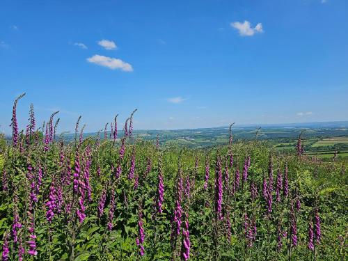 Summit Camping Kit Hill Rd Cornwall Panoramic Views Grass Pitch from 15pn or Bella Bell Tent 75pn in Stoke Climsland