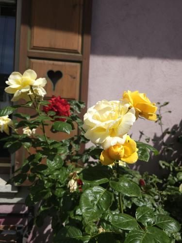 Petit Paradis Croneuva, Strasbourg (photo 6)