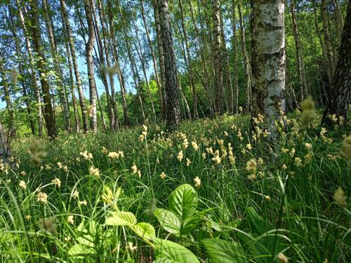 Dārzs, Chata Miła Agroturystyka (Chata Mila Agroturystyka) in Jaslo