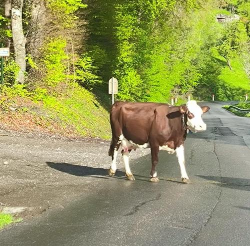 A Cordon entre Bois et Nature