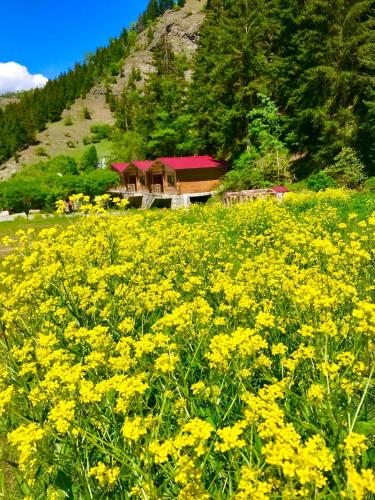 Hotel Green Valley Savsat in Bagdat