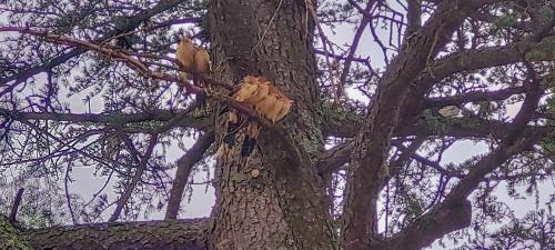 El Solar de los Pájaros