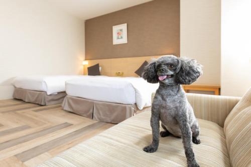 Pet Room(With Sofa Bed)