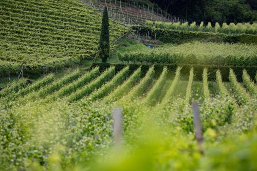 Arzenhof, Baron Di Pauli