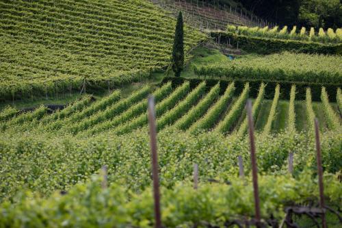 Arzenhof, Baron Di Pauli