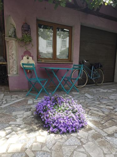 Petit Paradis Croneuva, Strasbourg