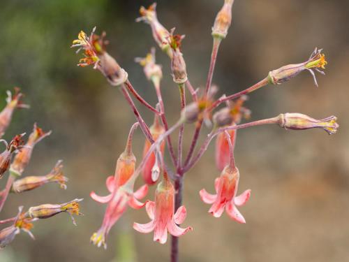 Karoo 62 Escapes Karoo 62 Escapes