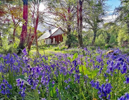 Cottage at the heart of Teapot Lane Glamping, Castlegal (фото 10)